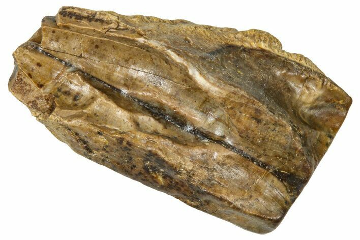 Fossil Triceratops Shed Tooth - Wyoming #376641